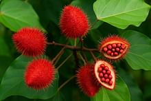 Sindoor (Annatto) Farming: A Sustainable Path to Rural Prosperity and Green Income